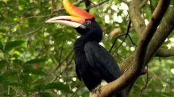 Burung enggang Kalimantan