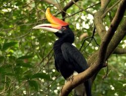 Burung Enggang: Si Cantik Ikon Kalimantan yang Kini Terancam