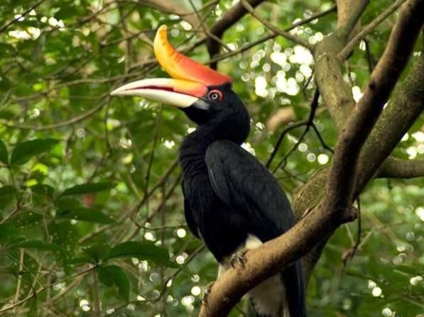 Burung enggang Kalimantan