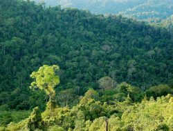 Hutan Terus Menyusut, Ancaman Lingkungan Meningkat