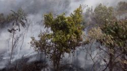 Kabut Asap Mengancam Kesehatan, Partikel Halus Bisa Menembus Paru-paru
