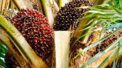 Cek Daftar Harga TBS Sawit Kalbar Periode I Oktober 2026, Tertinggi Rp3.537 per Kg