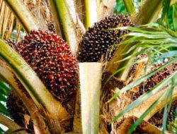 Cek Daftar Harga TBS Sawit Kalbar Periode I Oktober 2026, Tertinggi Rp3.537 per Kg