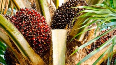 Cek Daftar Harga TBS Sawit Kalbar Periode I Oktober 2026, Tertinggi Rp3.537 per Kg